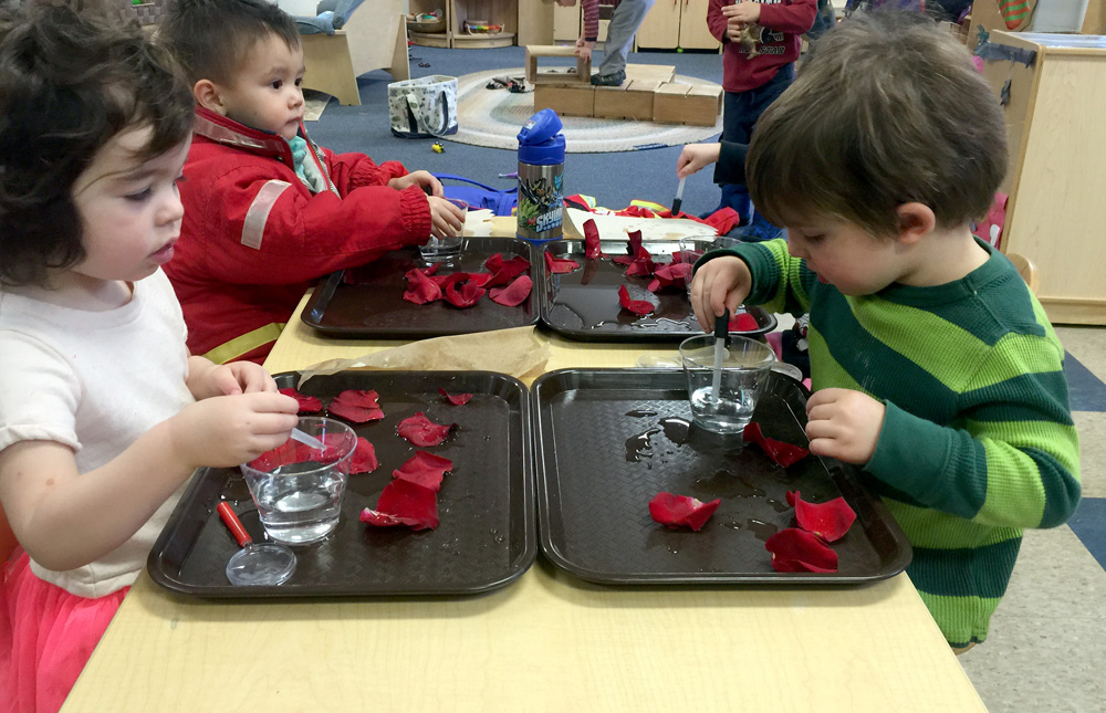 PIC Rainbows explore smell with rose petals