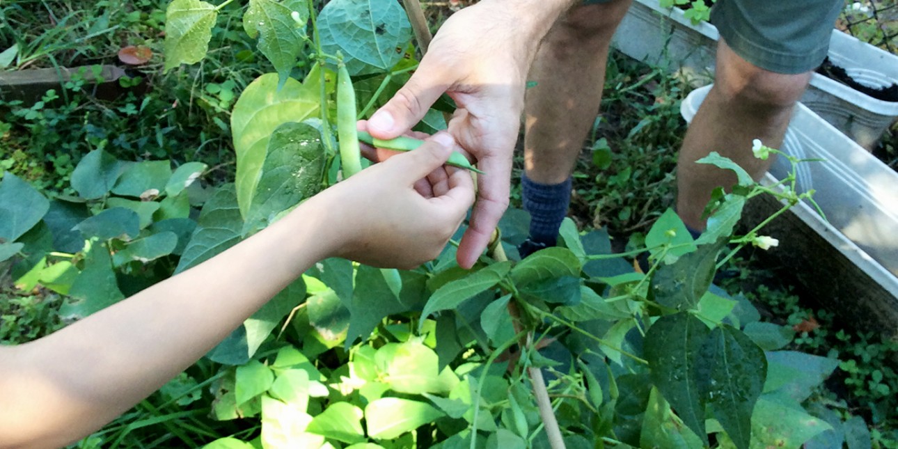 Picking peas in the garden