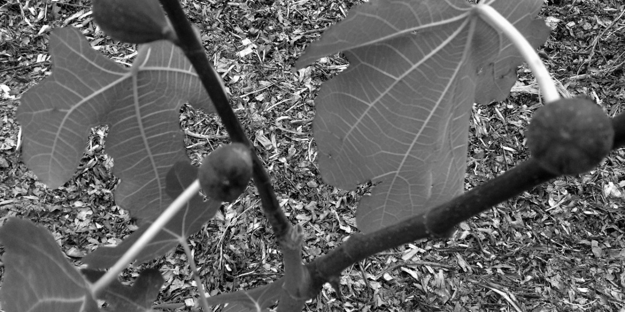 Family memories of a fig tree
