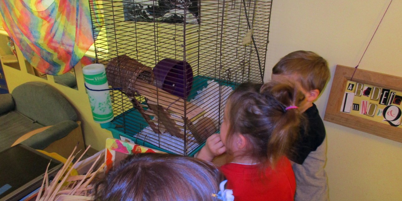 Grasshoppers peering into Dragon's cage