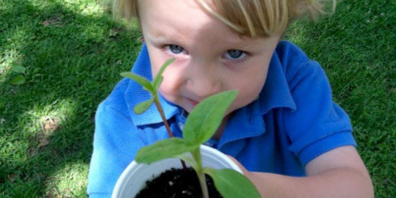 Peanut plants sunflower