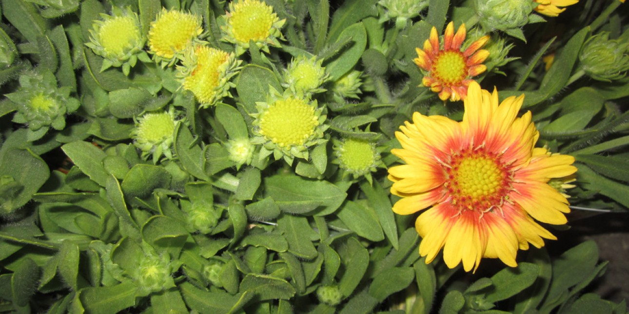 Blanket Flower