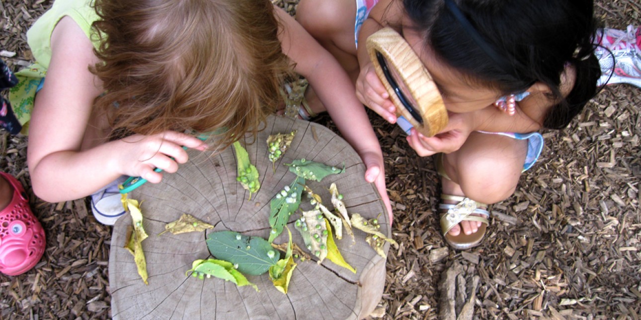 Starfish discovering leaves