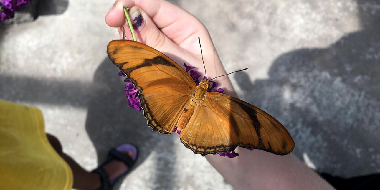 Butterfly at Camden Children's Garden